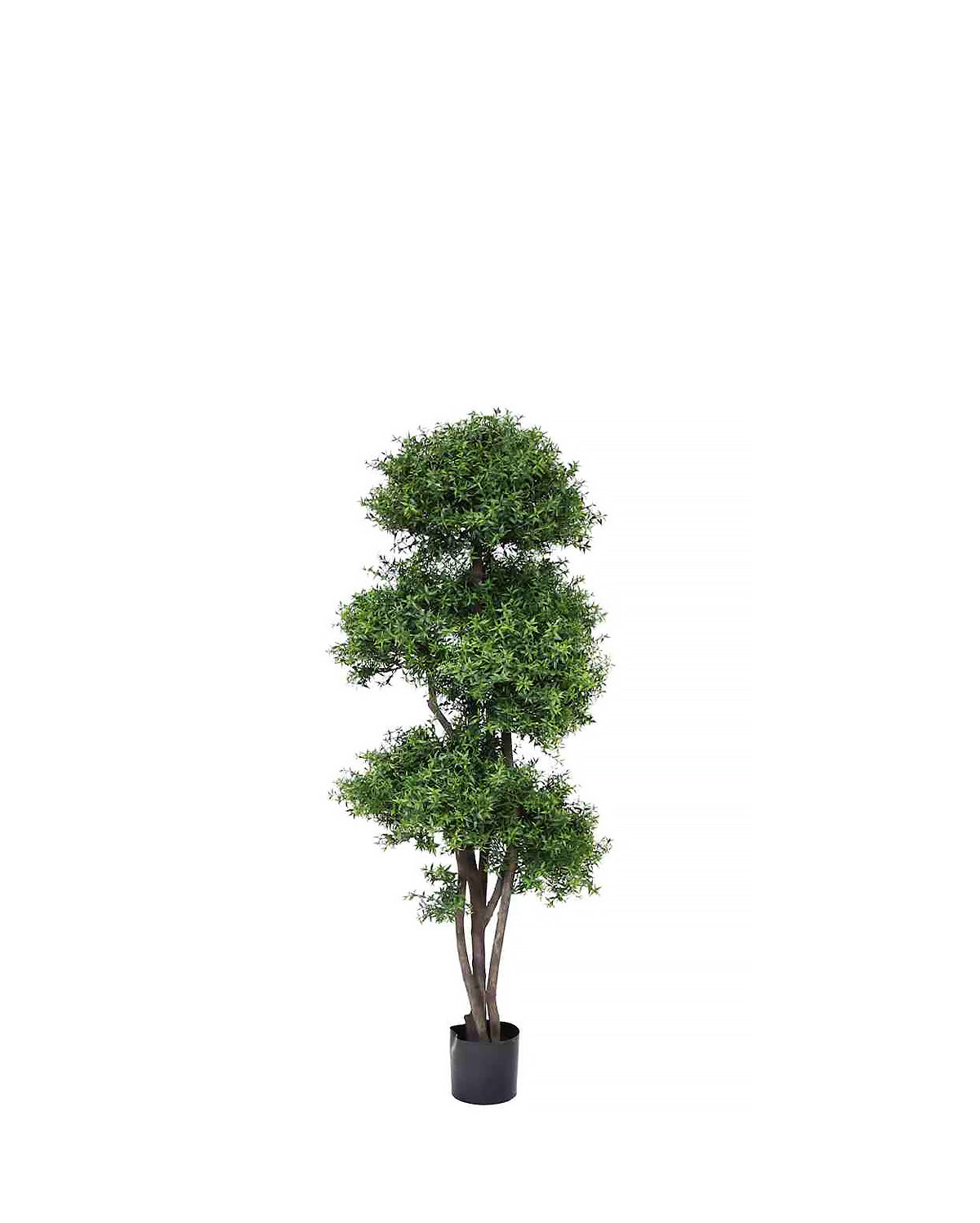 PP4039-TEA LEAF TREE