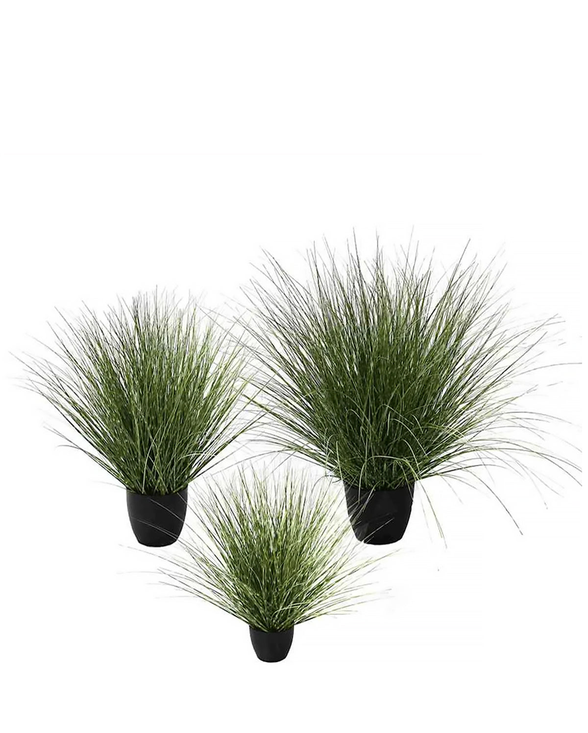 P1539R-SPOTTED RIVER GRASS