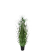 P1543-PAPYRUS GRASS