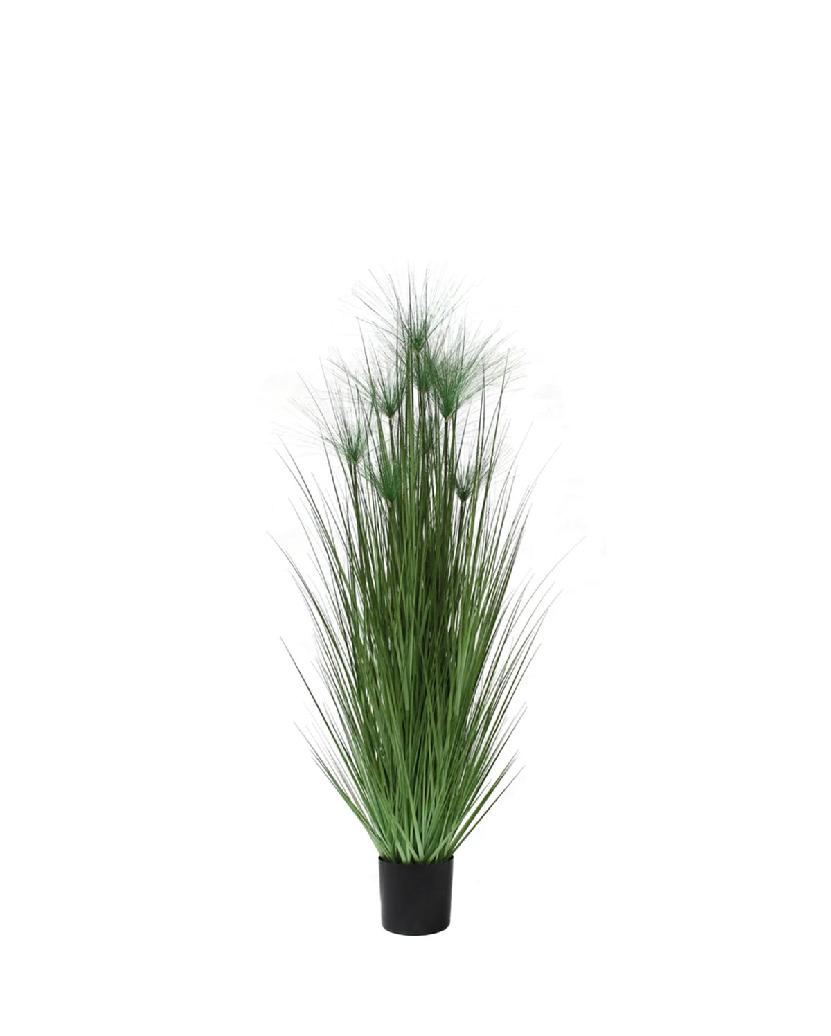 P1543-PAPYRUS GRASS
