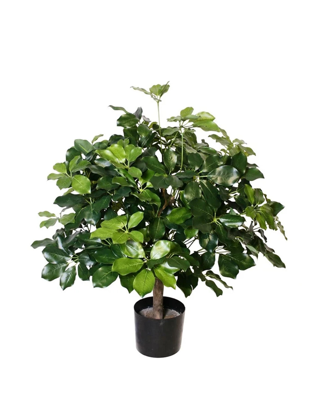 P1742-BRAZILIAN SCHEFFLERA PLANT