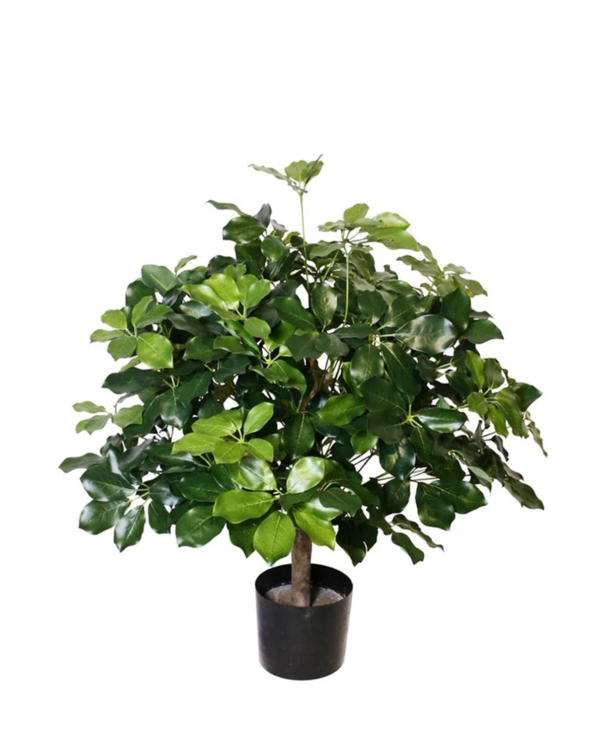 P1742-BRAZILIAN SCHEFFLERA PLANT
