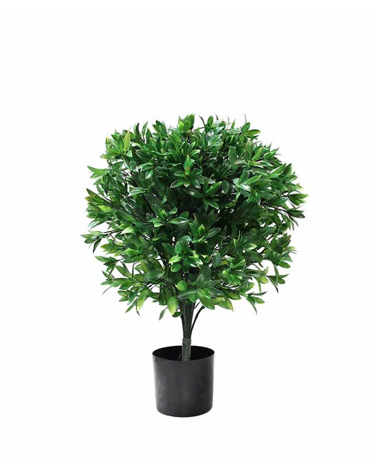 P3028-LAUREL