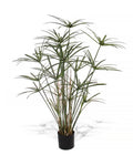 P1755B-DELUXE ROYAL CYPERUS PLANT