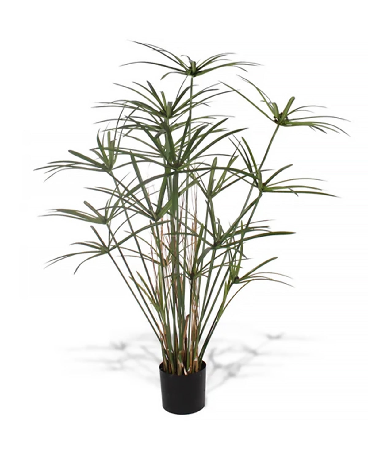 P1755B-DELUXE ROYAL CYPERUS PLANT