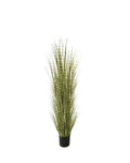 P1519- ZEBRA ONION GRASS