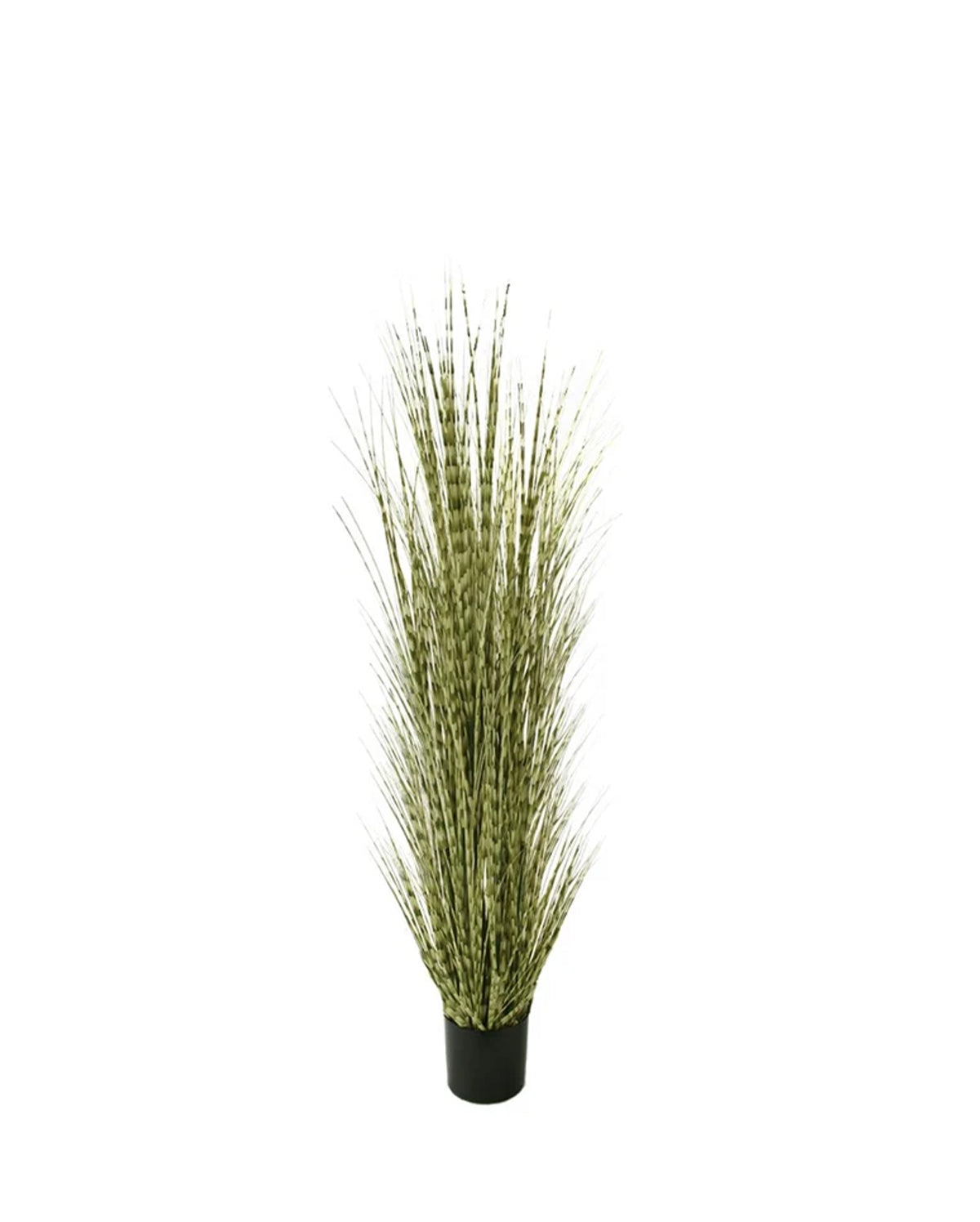 P1519- ZEBRA ONION GRASS