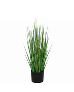 P1530-HORSETAIL