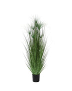 P1543-PAPYRUS GRASS