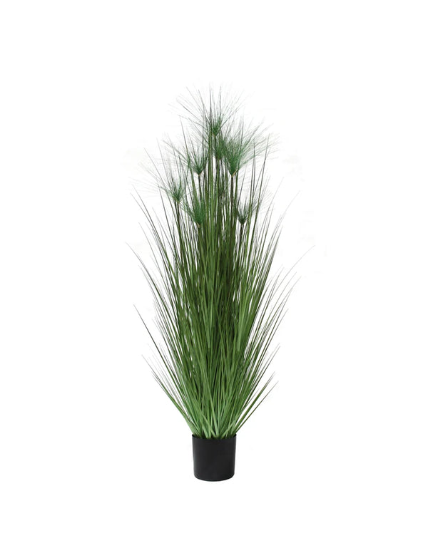 P1543-PAPYRUS GRASS