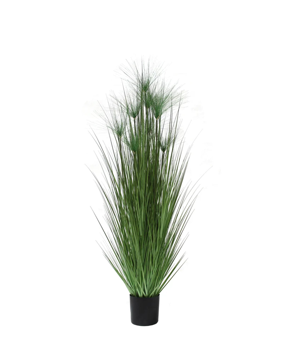 P1543-PAPYRUS GRASS
