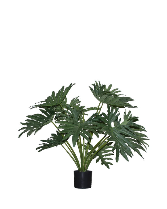 P1686-PHILODENDRON BUSH