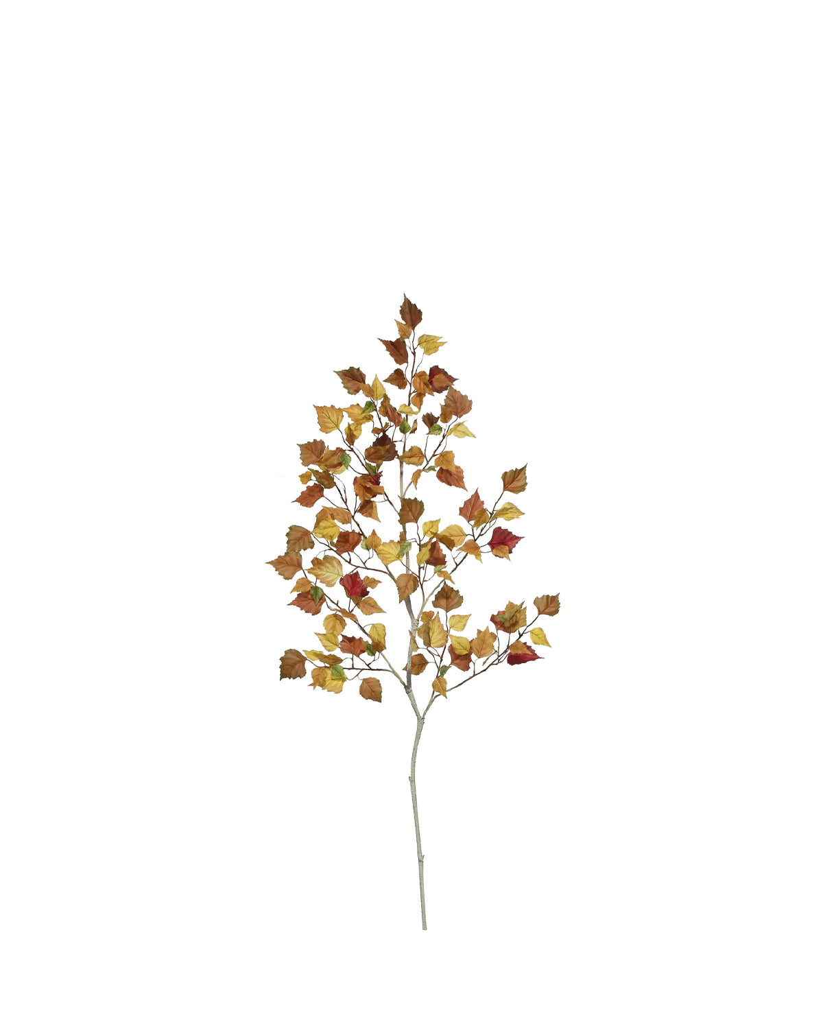 P1107 -  BIRCH BRANCH