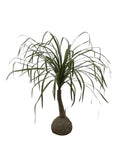 P2160-PONYTAIL PALM