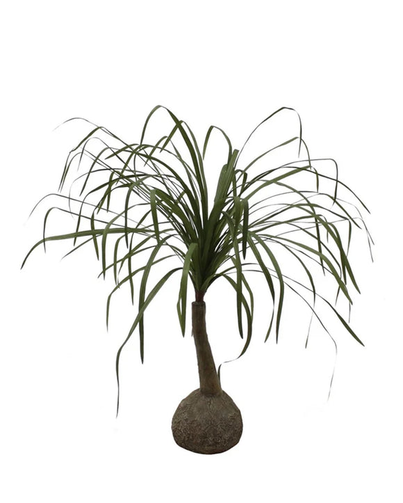 P2160-PONYTAIL PALM
