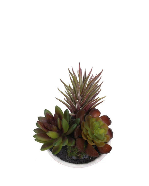 PTP7210-MIXED SUCCULENTS IN WHITE BOWL