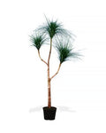 P1832-RAIN TREE