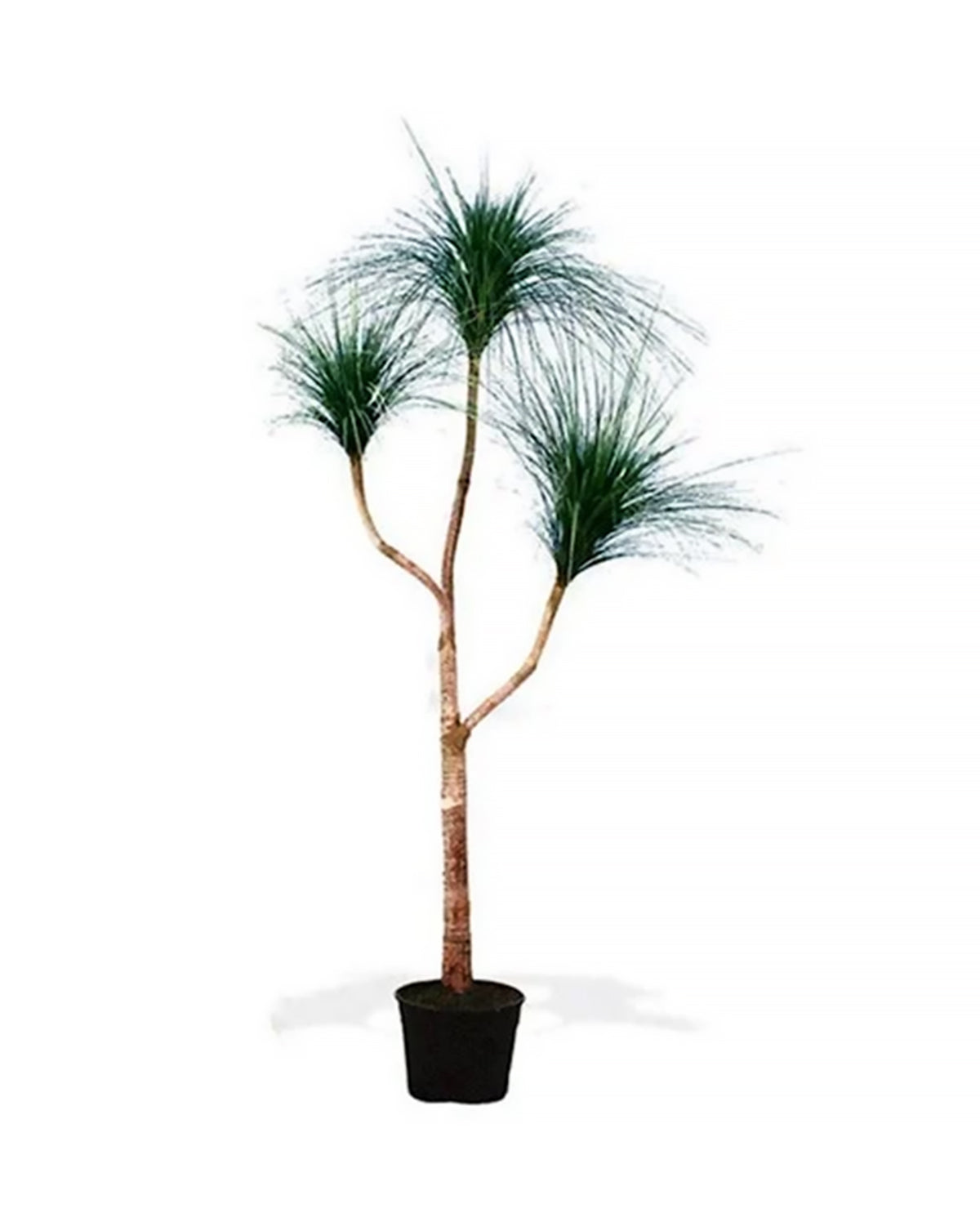 P1832-RAIN TREE