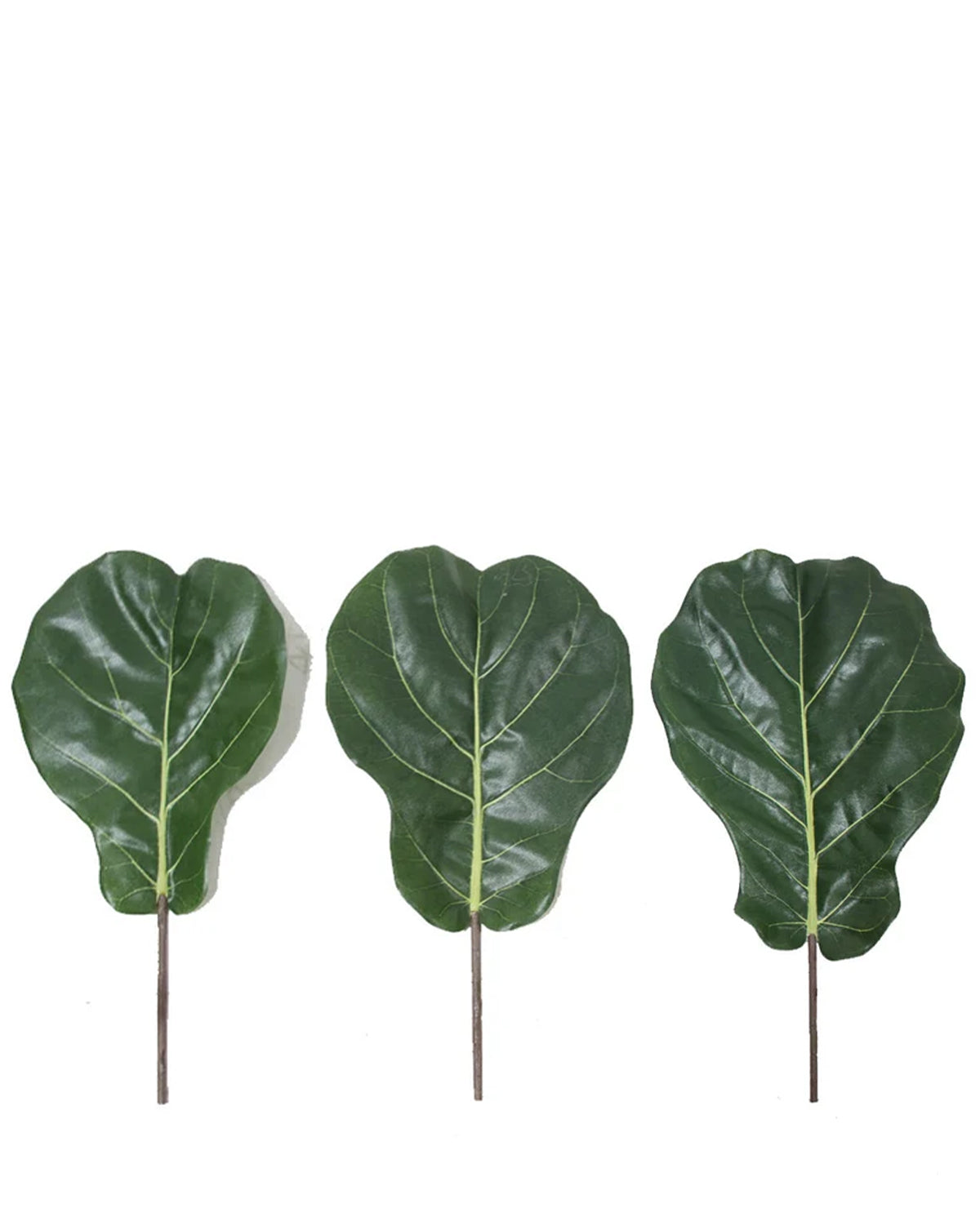 P2886A- FIDDLE LEAF SET
