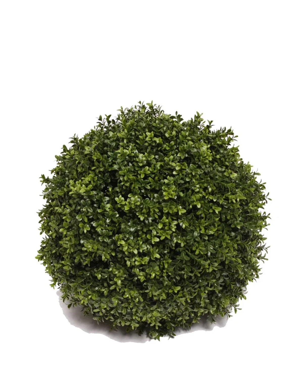 PP4036SB-BOXWOOD BALL