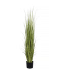 P1534-RANCH GRASS
