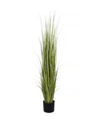 P1534-RANCH GRASS