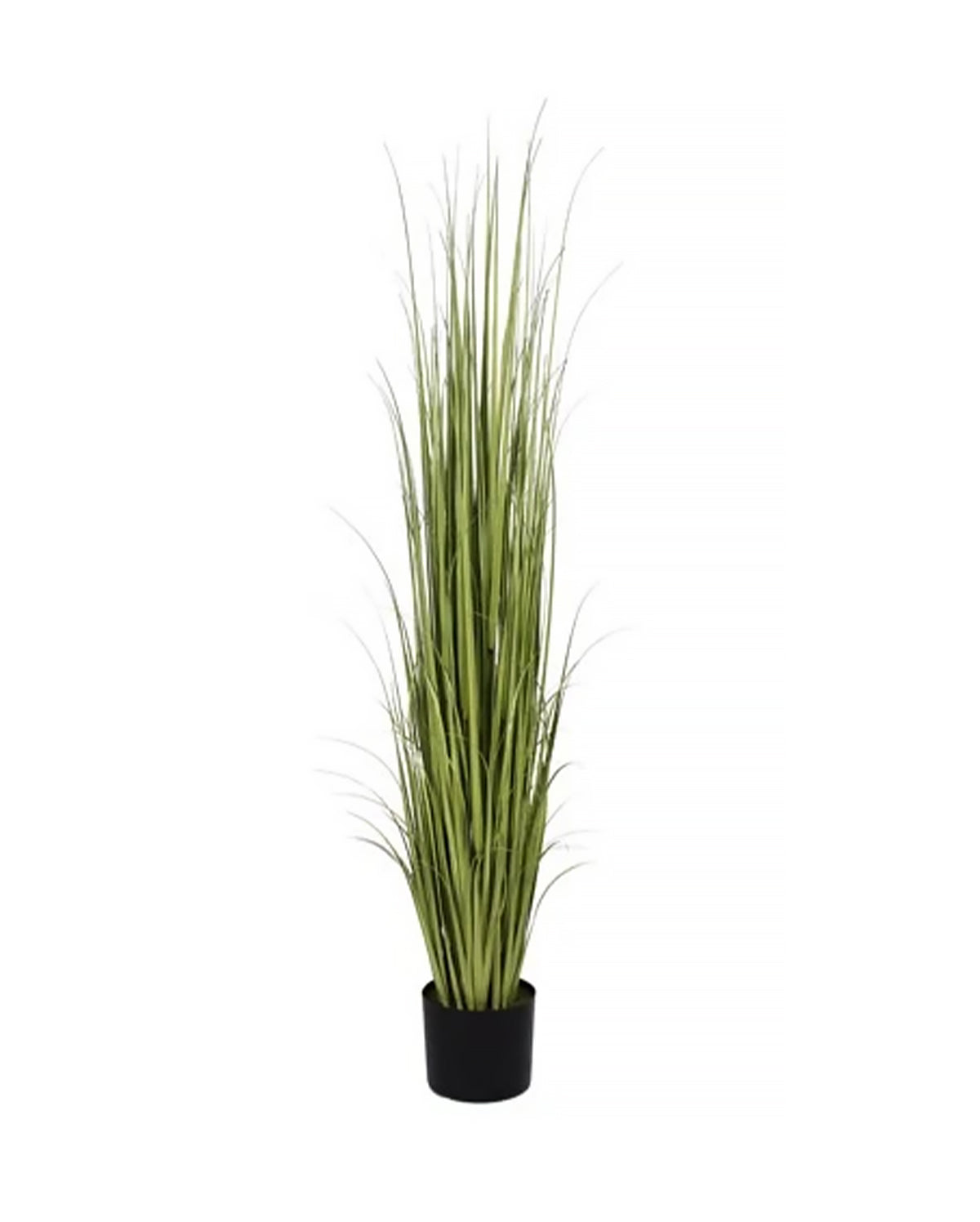 P1534-RANCH GRASS
