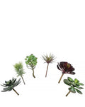 A7105-MIXED SUCCULENTS SET