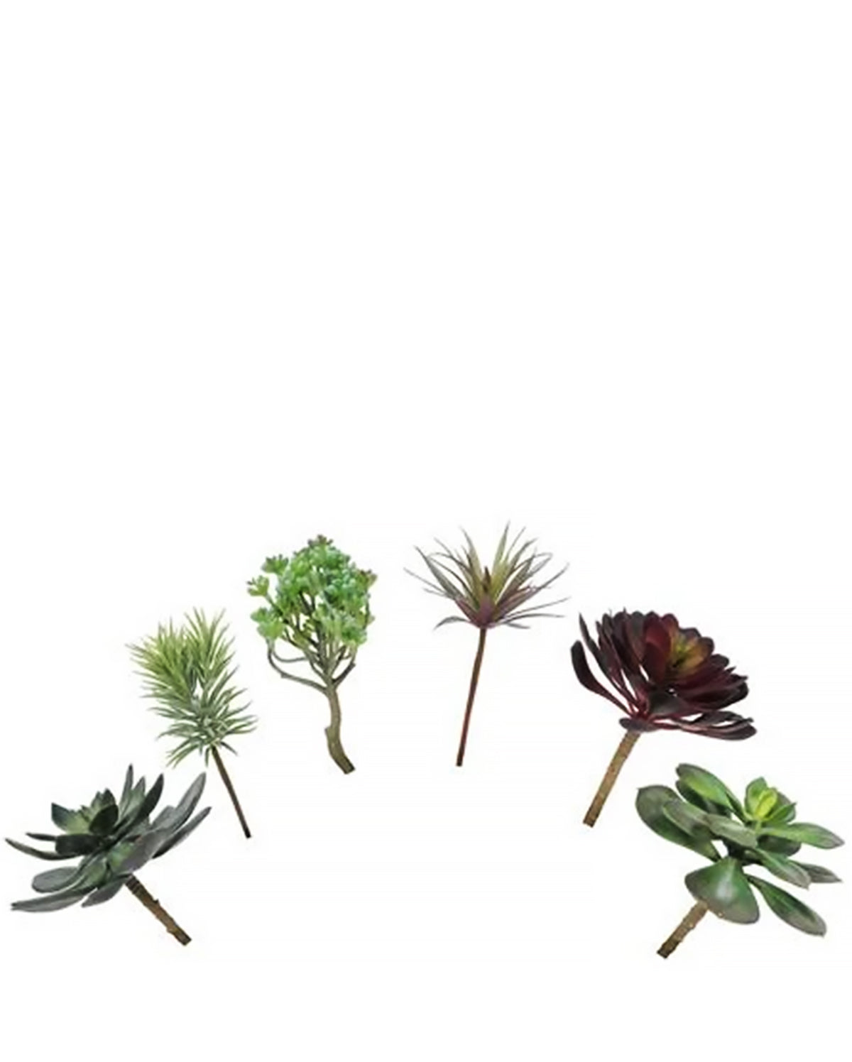 A7105-MIXED SUCCULENTS SET
