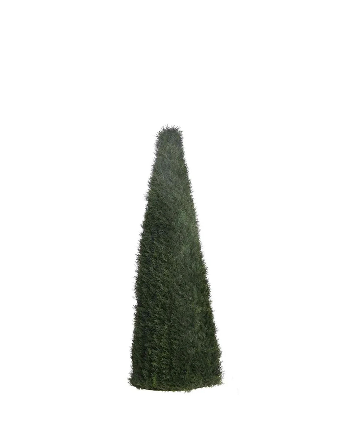 P3021N - UNPTD POND CYPRESS TOPIARY W