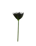 P2827-BLACK AGAVE STEM