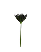 P2827-BLACK AGAVE STEM
