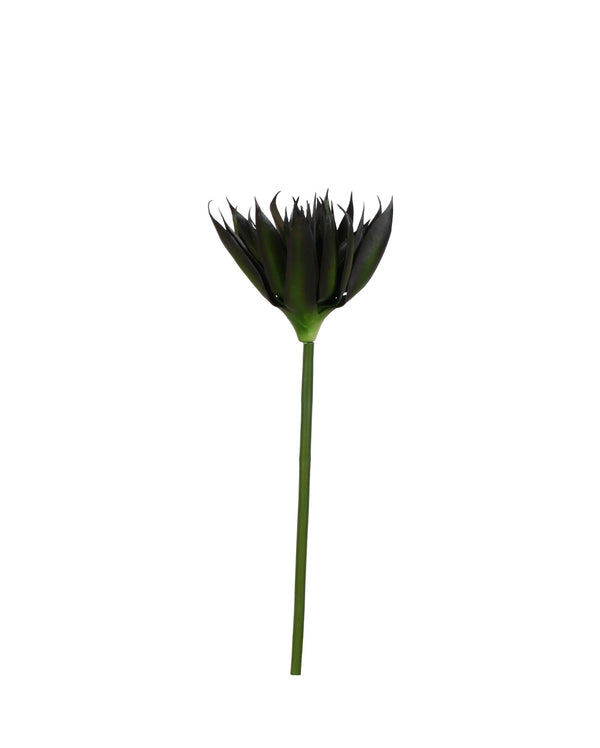 P2827-BLACK AGAVE STEM
