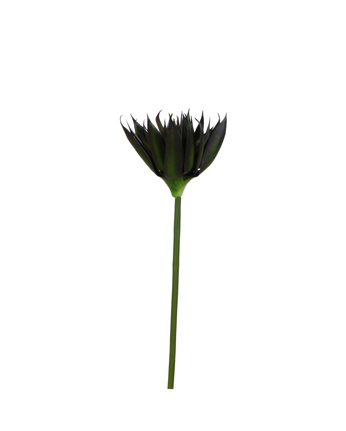 P2827-BLACK AGAVE STEM