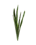 P1645N-SANSERVERIA BUSH