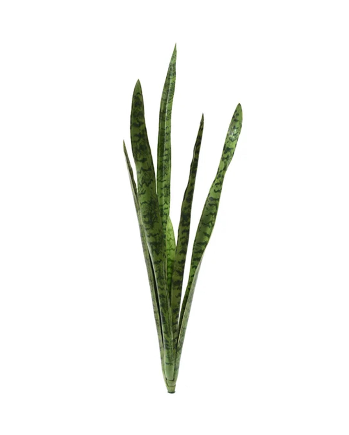 P1645N-SANSERVERIA BUSH