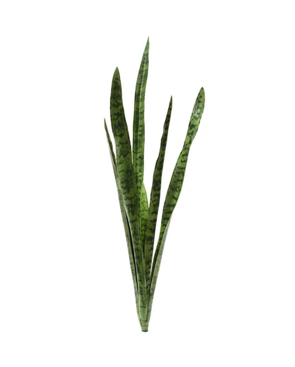 P1645N-SANSERVERIA BUSH