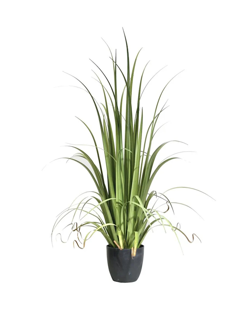P1524-GLADIOLUS GRASS