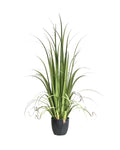 P1524-GLADIOLUS GRASS