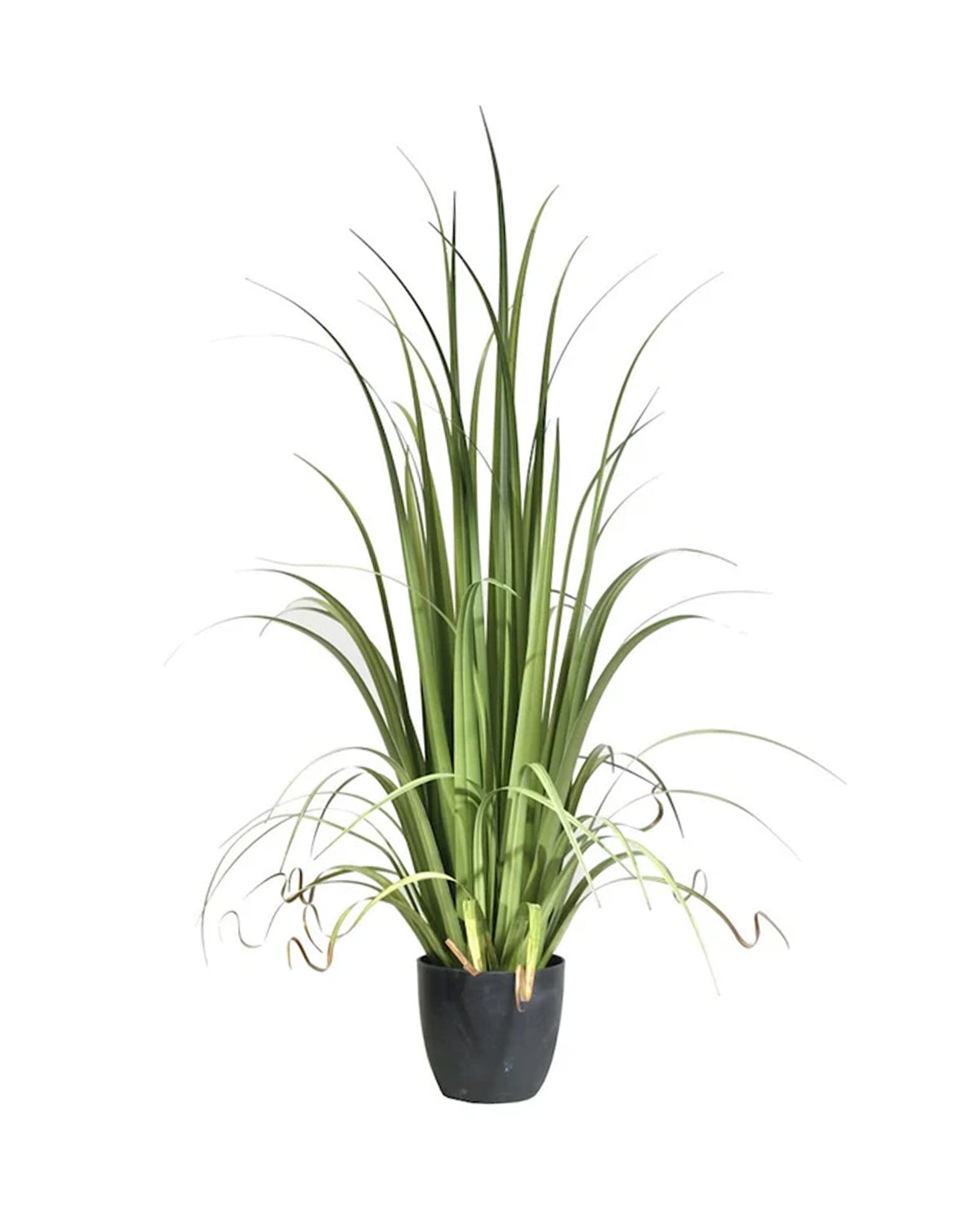 P1524-GLADIOLUS GRASS