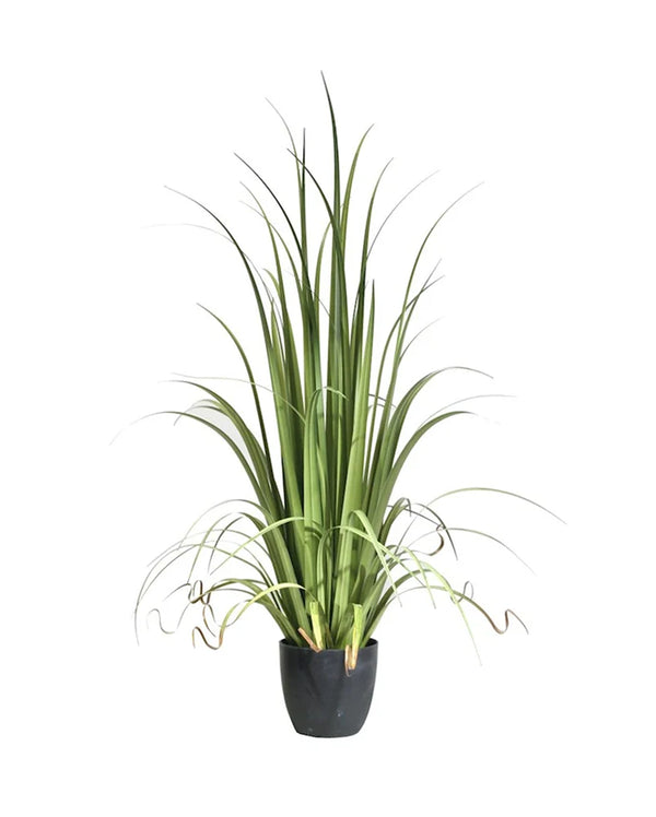 P1524-GLADIOLUS GRASS
