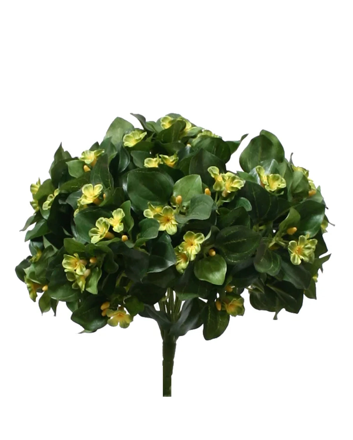 P2843 - GERMAN VIOLET BUSH X 14 W/348LVS, 174FLRS