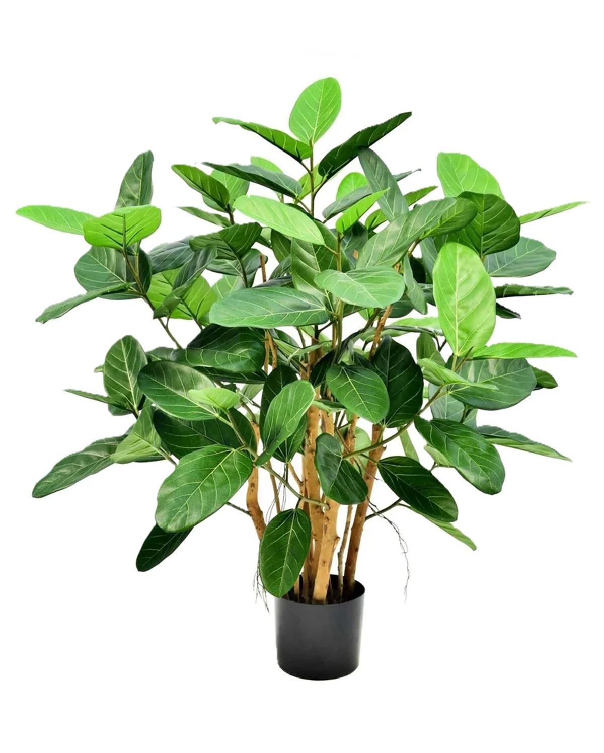 P1660 -  FICUS AUDREY TREE W/115 LVS TTGN