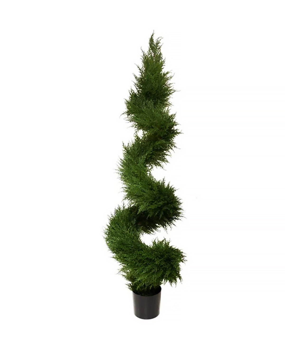 PP4037S-MINI CYPRESS SPIRAL TREE