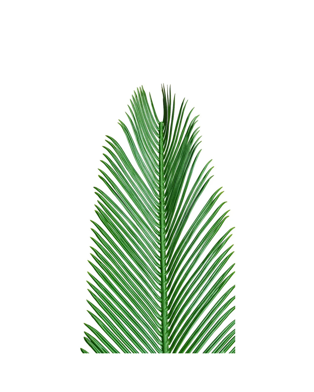 PP2014 - RESISTANT PALM FROND