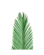 PP2014 - RESISTANT PALM FROND