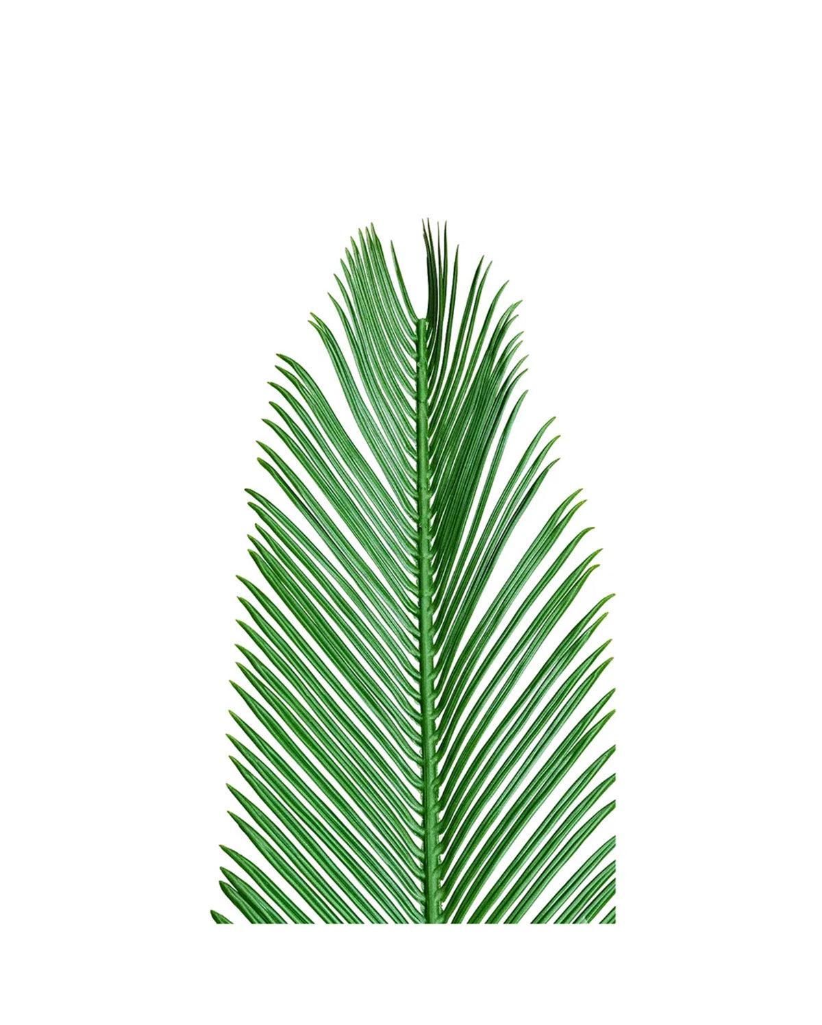 PP2014 - RESISTANT PALM FROND