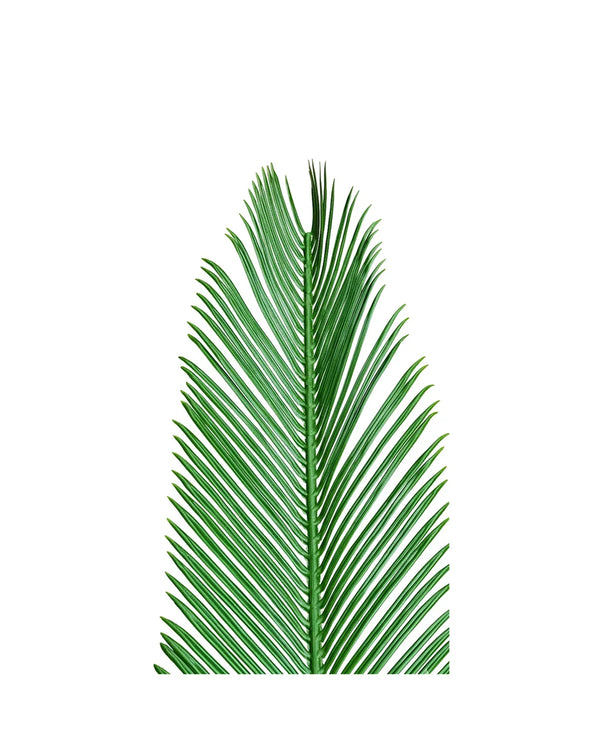 PP2014 - RESISTANT PALM FROND