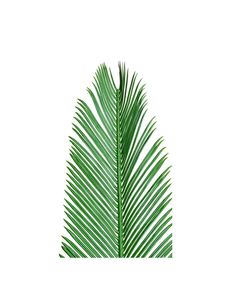 PP2014 - RESISTANT PALM FROND
