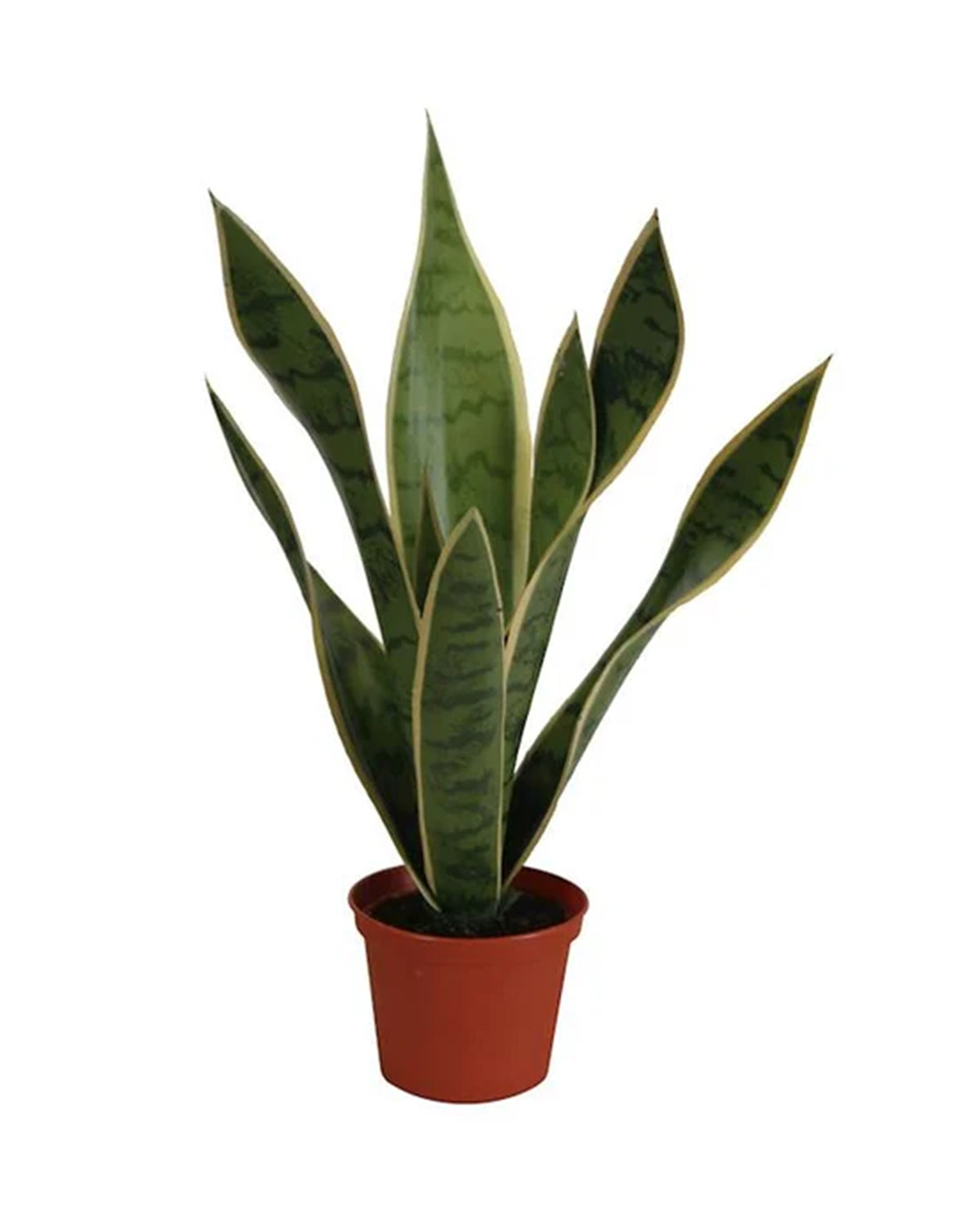P1763-BABY SANSERVERIA
